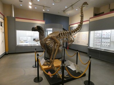 🐦 아비코시 새 박물관(아비코시 토리노 하쿠부츠칸) 이미지 2